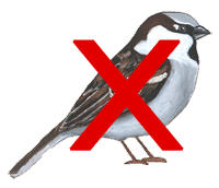 sparrow